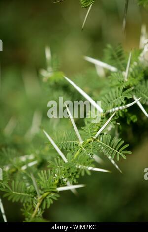 Acacia dettaglio macro con pericolose punture, freen foglie e messa a fuoco selettiva Foto Stock