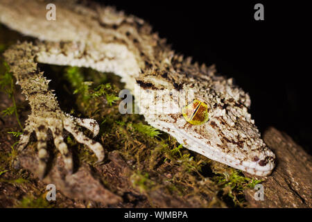 Primo piano di un bellissimo e ben mimetizzata leaftail gecko (Saltuarius cornutus) seduto sul tronco di un albero della foresta pluviale Foto Stock