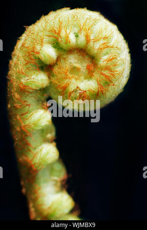 Una bella ripresa macro di un nuovo fern frond la distensione. Isolato su nero. Foto Stock