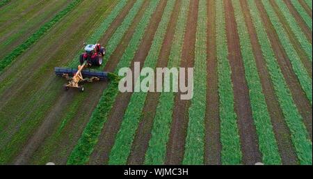 Vista aerea del rosso Massey Ferguson 1880 trattore sfalcio e taglio di erba medica campo di fieno al tramonto al di fuori di Monroe, Wisconsin, STATI UNITI D'AMERICA Foto Stock