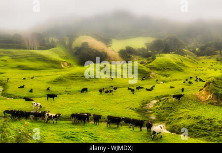 Diario le mucche al pascolo terreni agricoli pascoli su un umido nebbioso giorno nelle zone rurali Wairarapa Nuova Zelanda Foto Stock