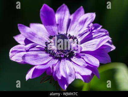 Una ripresa macro di un anemone viola bloom. Foto Stock