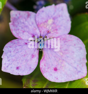 Una ripresa macro di un rosa lacecap hydrangea bract. Foto Stock