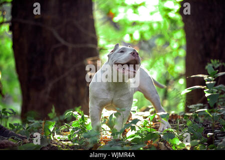 Bellissimo cucciolo di American bull nel parco, spazio di copia Foto Stock