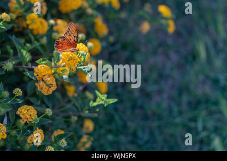 Mini giallo Lantana con farfalla sul fiore nel giardino botanico su un pomeriggio di aprile Foto Stock