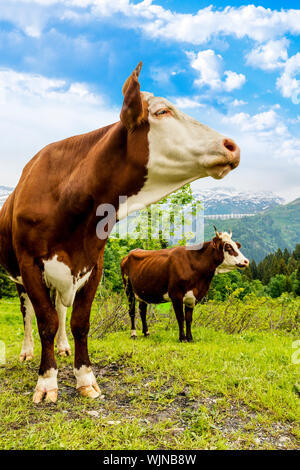 Vacca, di animali di allevamento nelle Alpi francesi, Abondance gara mucca, savy, beaufort Sur Doron Foto Stock