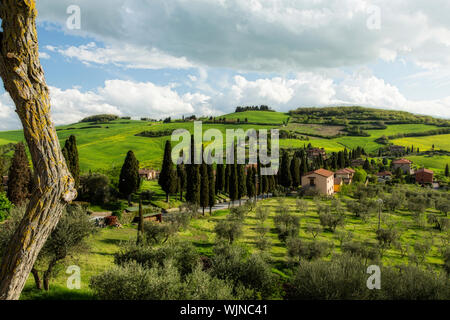 Il rotolamento verde paesaggio della campagna toscana in Italia. Il vecchio albero appassito corteccia in primo piano per effetto drammatico. Foto Stock