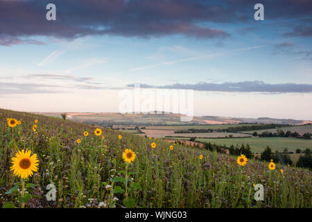 I girasoli e fiori selvatici in un campo nella campagna dell'Hampshire una tipica estate scena dalla campagna inglese Foto Stock