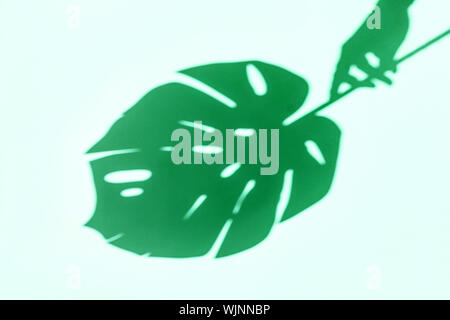 Vista dall'alto in ombra da una femmina di mano con foglie di monstera su sfondo verde Foto Stock