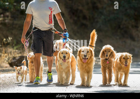 Professional dog walker e il trainer Juan Carlos Zuniga prendendo alcuni dei suoi cani 'clienti' fuori per esercitare in un parco. Foto Stock