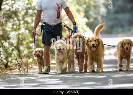 Professional dog walker e il trainer Juan Carlos Zuniga prendendo alcuni dei suoi cani 'clienti' fuori per esercitare in un parco. Foto Stock