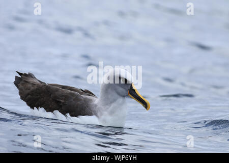 Un Buller's Albatross, Thalassarche bulleri, rilassante Foto Stock