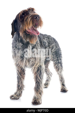 Puntamento Wirehaired Griffon davanti a uno sfondo bianco Foto Stock