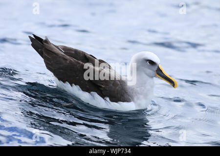 Un Buller's Albatross, Thalassarche bulleri, appoggiato Foto Stock