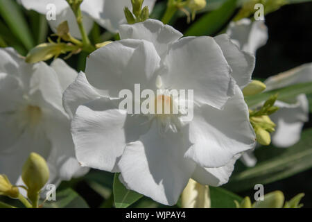Mandevilla Bianco fiore. Close-up. Sfondo sfocato. Foto Stock
