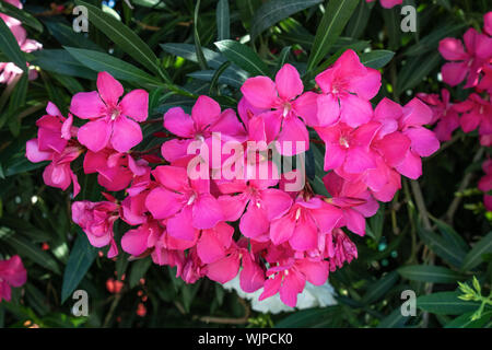 Mandevilla Bianco fiore. Close-up. Sfondo sfocato. Foto Stock