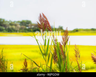 Reed comune, un'erba perenne, Phragmites australis (Cav). Trin ex Steud., Phragmites communis Trin, cresce in una palude salata ora d'oro Connecticut Foto Stock