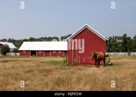 Cavallo e fienili, la Hadley SY bovini ed equini ranch a Crook County, Wyoming vicino al Sundance Foto Stock