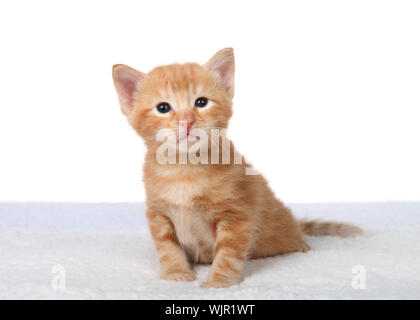 Adorabile piccola orange zenzero tabby kitten seduta sul letto di pelle di pecora guardando viewer con espressione curiosa, isolato su bianco. Foto Stock