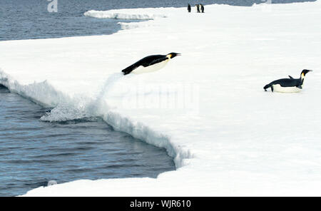 Pinguini imperatore (Aptenodytes forsteri) salta fuori dell'acqua sul ghiaccio nel Mare di Weddell, Antartide Foto Stock