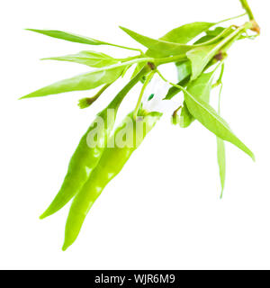 Peperoncino verde pepe isolato su sfondo bianco, sano cibo vegetariano, nutrizione organica piccante, verdure fresche Foto Stock