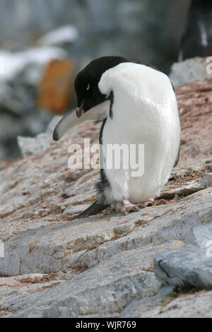 Adelie penguin (Pygoscelis adeliae) su Petermann Island, Antartide Foto Stock