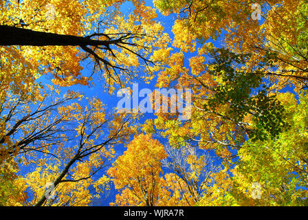 Caduta di alberi di acero in una calda giornata d'autunno Foto Stock