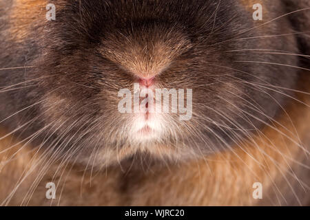 I capelli rossi coniglio con macchie nere Foto Stock