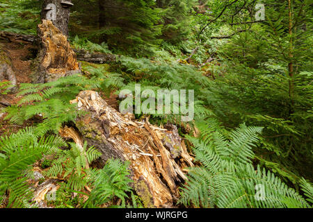 Una parte di un albero caduto marcisce sul suolo della foresta nelle highlands scozzesi Foto Stock