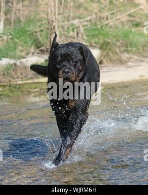 Ritratto di una razza Rottweiler in un fiume Foto Stock