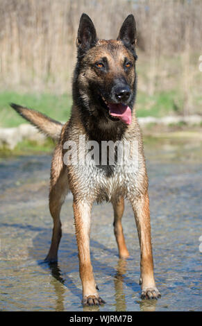 Immagine di una razza sheepdog belga malinois nel fiume Foto Stock