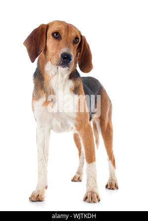 Giovani Beagle Harrier davanti a uno sfondo bianco Foto Stock