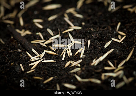 Primo piano di sementi di erba sul terreno fertile Foto Stock