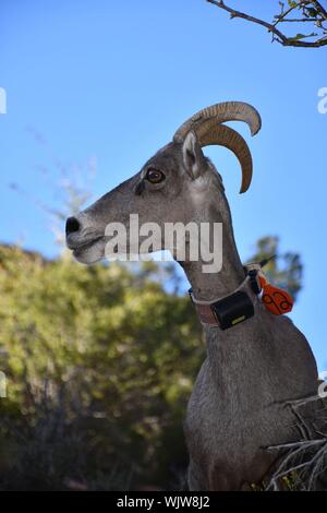 Chow tempo nel Parco Nazionale di Zion. Foto Stock