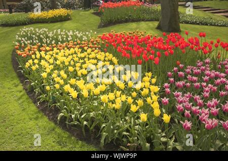 Campo fiorito di diversi tipi di fiori in primavera in mostra a Keukenhof Foto Stock