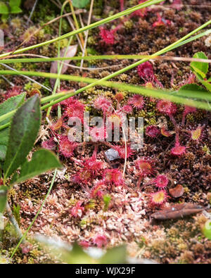 Round-lasciava Sundews (drosera rotundifolia) in una torbiera alpina sulla cresta sud sentiero del Cadillac Mountain, Parco Nazionale di Acadia, Maine, Stati Uniti d'America. Foto Stock