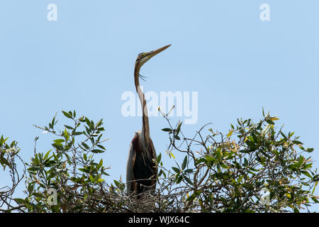 Airone rosso che guarda il fotografo dal suo nido Foto Stock