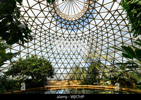 All'interno del display tropicale cupola al Mt Coot-tha Botanic Gardens, Brisbane, Queensland, QLD, Australia Foto Stock