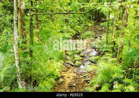 Mossman, Queensland, Australia. Piccolo ruscello in umido e lussureggiante foresta di pioggia di Mossman Gorge a Mossman in tropicale Nord Queensland. Foto Stock