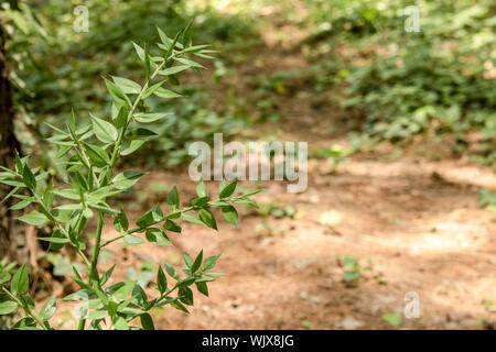 Close-up di foglie di pungitopo pianta. La foto è stata scattata nel bosco. Foto Stock