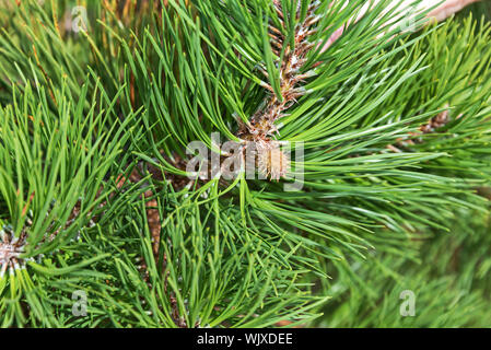 Close up di giovani cono su un pitch pine (Pinus rigida), Cadillac Mountain, Parco Nazionale di Acadia, Maine. Foto Stock