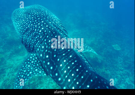 Squalo balena (Rhincodon typus) nuotare in acque blu cristalline a Maldive Foto Stock