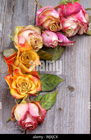 Disposizione di confine della bellezza colorati rose appassite con foglie closeup rustico sfondo di legno Foto Stock