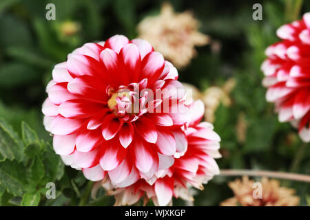 Leggere e white dalie. Messa a fuoco selettiva con estrema shallow DOF. Foto Stock