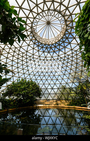 Vista verticale della parte interna del display tropicale cupola al Mt Coot-tha Botanic Gardens, Brisbane, Queensland, QLD, Australia Foto Stock