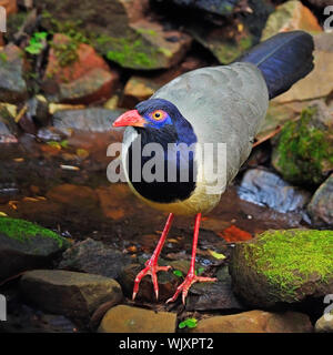 Ground-Cuckoo bird, Coral-fatturati Ground-Cuckoo (Carpa ococcyx renauldi), in piedi sulla roccia Foto Stock