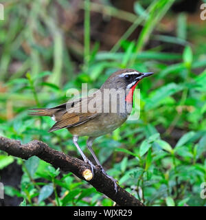 Colorato uccello marrone, maschio siberiano Rubythroat (Luscinia calliope), in piedi su un ramo, Profilo laterale Foto Stock