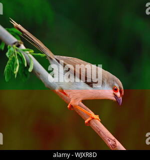 Bel colore giallo-eyed Babbler bird (Chrysomma sinense), in piedi su un ramo Foto Stock