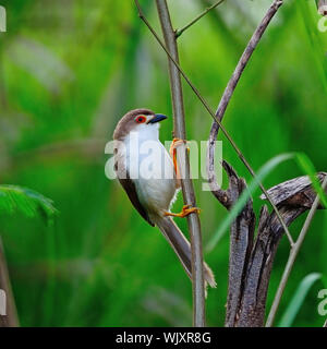 Bel colore giallo-eyed Babbler bird (Chrysomma sinense), in piedi su un ramo, Profilo laterale Foto Stock