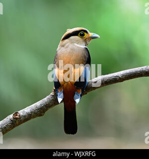 Colorati uccelli Broadbill, femmina in argento-breasted Broadbill (Serilophus lunatus), profilo posteriore, con lo sfondo verde Foto Stock